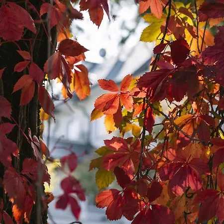 卡特里纳c住宿加早餐酒店 4*